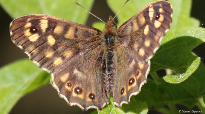 Butterflies: A forest-loving butterfly. Tentative identification: Speckled wood; German Waldbrettspiel; Latin Pararge aegeria