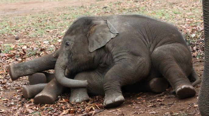 Photos of baby elephants resting and playing provided by the University of Sheffield