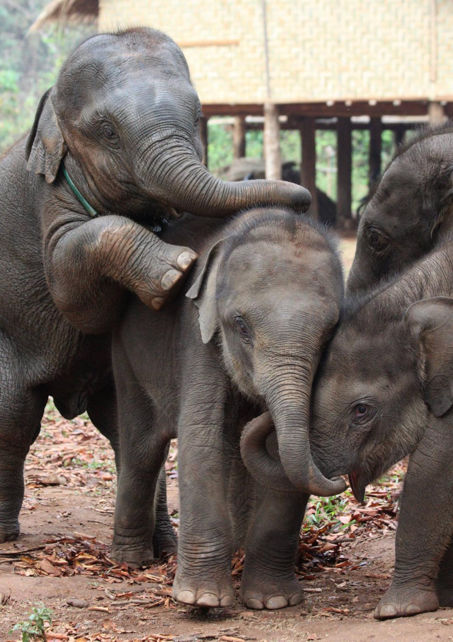 Baby elephtants playing