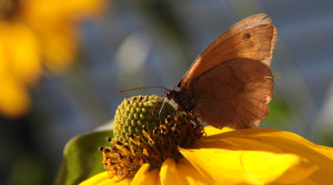 Butterflies: A worn butterfly enjoys refreshment in a garden. tentative identification: Meadow Brown; German Ochsenauge; Latin Maniola jurtina