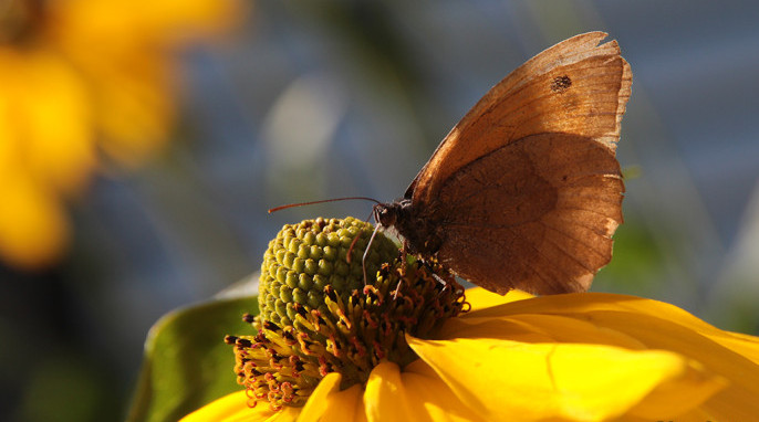 Butterflies: A worn butterfly enjoys refreshment in a garden. tentative identification: Meadow Brown; German Ochsenauge; Latin Maniola jurtina