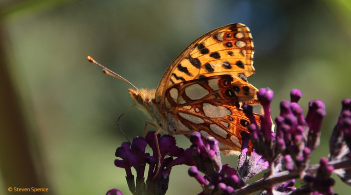 Butterflies: Enjoying flowers in a local park. Tentative identification: Queen of Spain fritillary; German Kleiner Perlmutterfalter; Latin Argynnis lathonia 