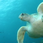 Green sea turtles swimming near North Stradbroke Island, Australia (Photos by Kathy Townsend)