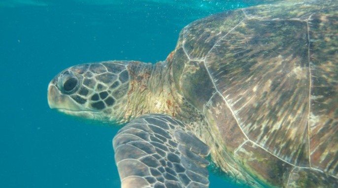 Green sea turtles swimming near North Stradbroke Island, Australia (Photos by Kathy Townsend)