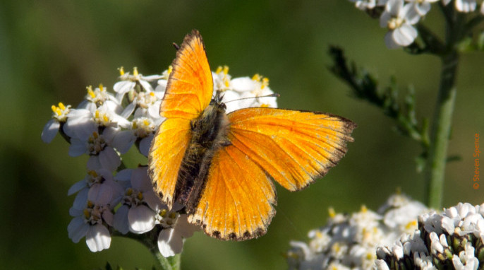 Butterflies: Enjoying wildflowers. Tentative identification: Scarce Copper; German Dukatenfalter; Latin Heodes virgauraeae