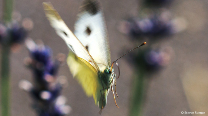 Butterflies: A butterfly in motion as they are best observed. Tentative identification: Cabbage White; German Großer Kohlweißling; Latin Pieris brassicae