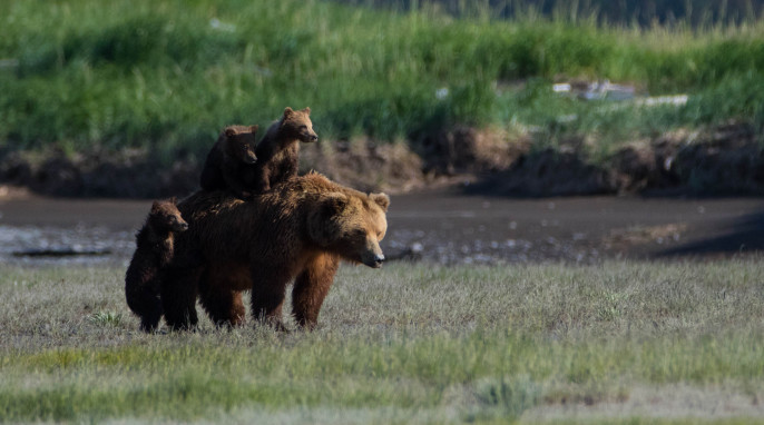 Photographer in Alaska: Wild Grizzly Bear Fight