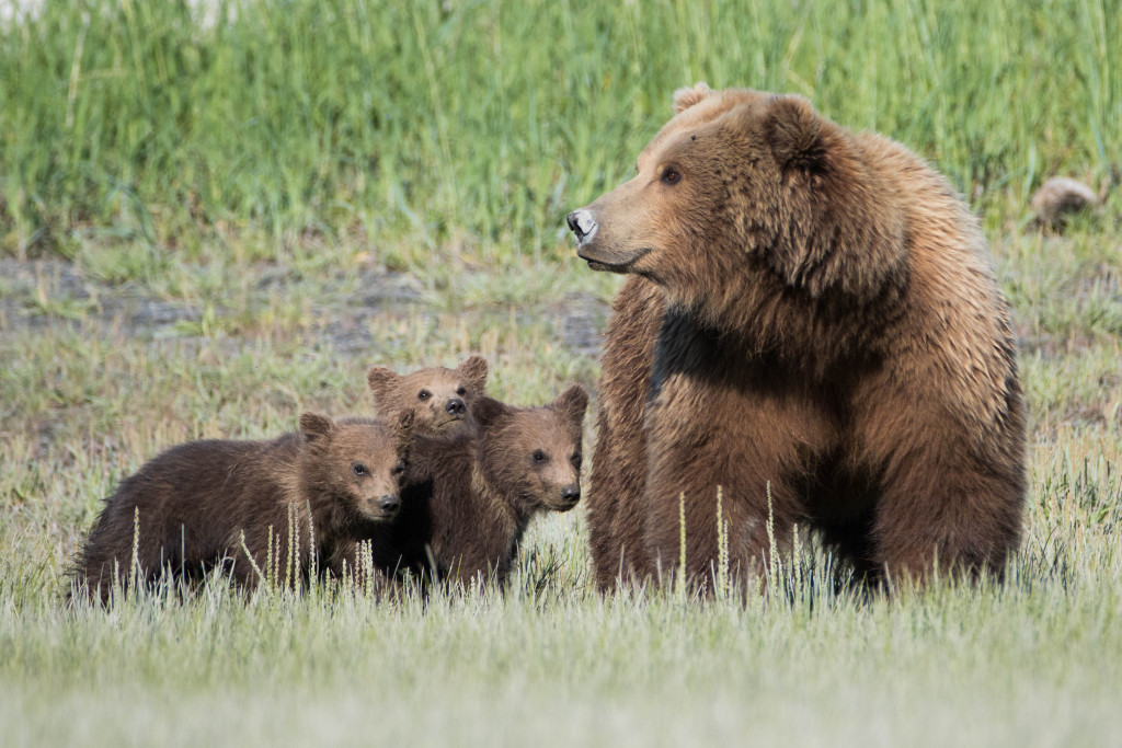 Photographer in Alaska: Wild Grizzly Bear Fight