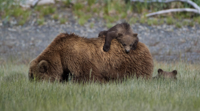 Photographer in Alaska: Grizzly Bear Fight