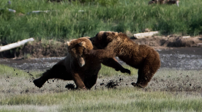 Photographer in Alaska: Wild Grizzly Bear Fight