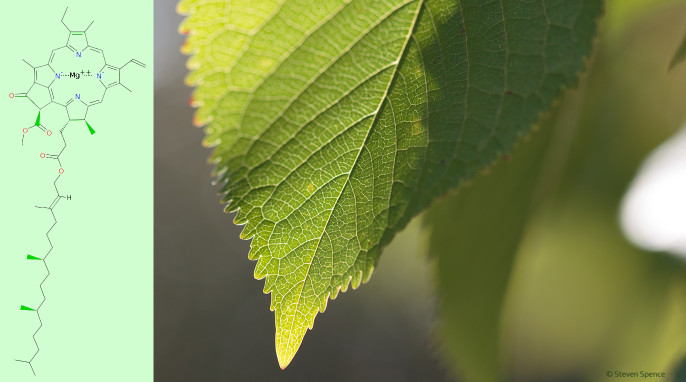 Autumn Leaves: A green leaf (Steven Spence) and Chlorophyll a molecule [C55H72O5N4Mg]: by David Richfield (Own work) [Public domain], via Wikimedia Commons