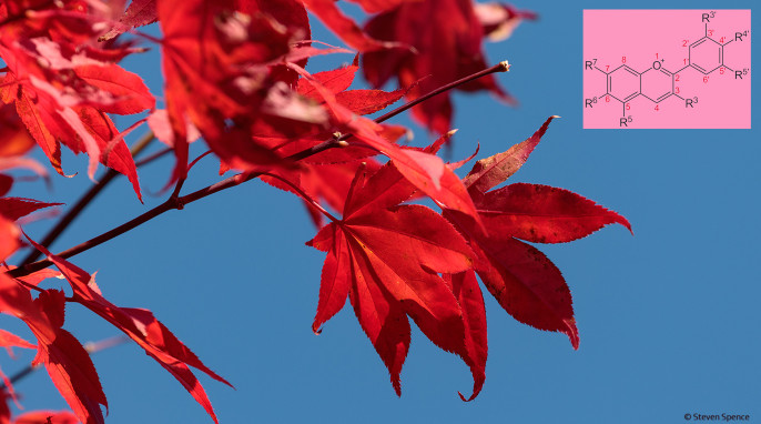 Red autumn leaves: Reds develop best with good light and cool temperatures. General structure of anthocyanidines. [sites Rn and Rn’ may be –OH, -H or –OCH3] By NEUROtiker (Own work) [Public domain], via Wikimedia Commons