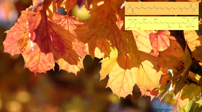 Why do autumn leaves change color? Yellows = xanthophylls. Oranges = carotenes. Beta Carotene [C40Hx] (NEUROtiker) and Zeaxanthin [a xanthophyll] (NEUROtiker).
