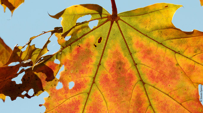 Autumn Leaves: Fluid exchange is greatly reduced. Only the green areas are receiving fluid and chlorophyll from the tree