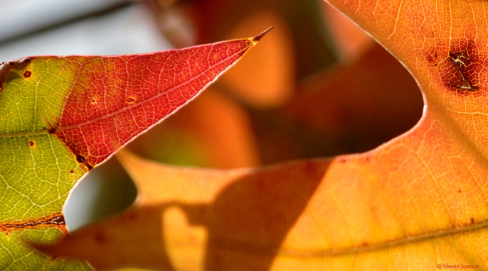 Autumn Leaves: Fall colors on Earth could be the norm on a planet orbiting an F-class star