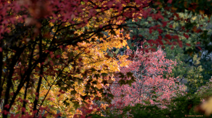 Autumn Leaves: Fall is my favorite season. It's truly a feast for the eyes.