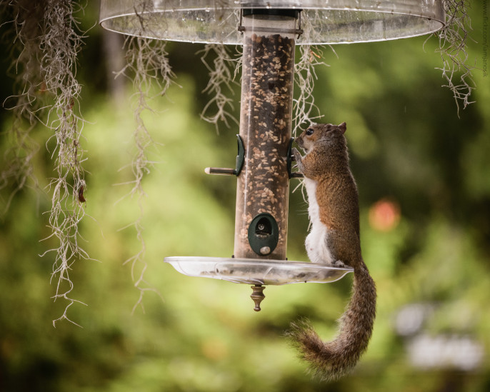 Birds and Bird Feeders: Photo courtesy of Steve Janosik via Flikr