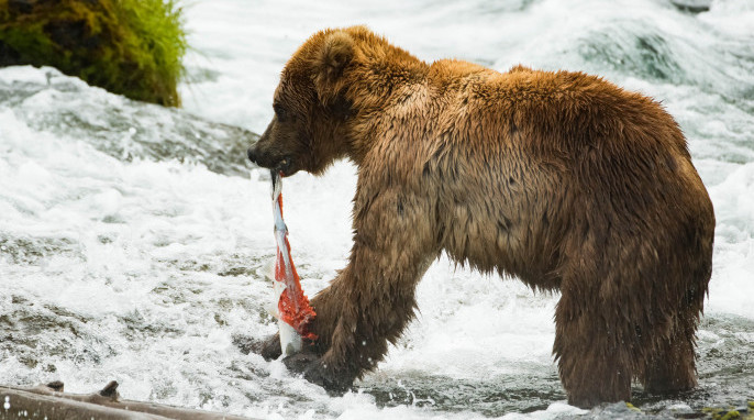 grizzly bears fishing for salmon in Alaska