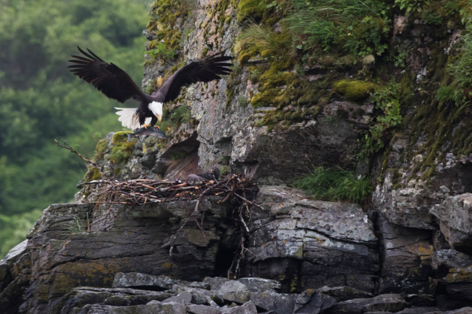 Bald Eagles, Kodiak Alaska