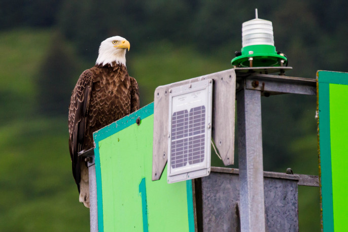 Bald Eagles, Kodiak Alaska