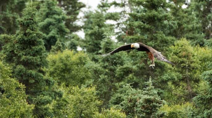 Bald Eagles, Kodiak Alaska