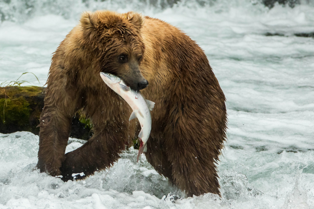 Grizzly Bears, Salmon, Alaska
