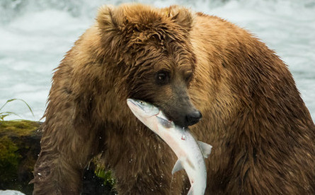 Grizzly Bears, Salmon, Alaska