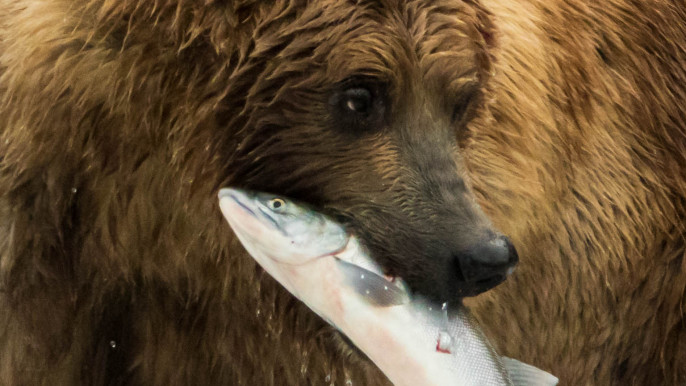 Grizzly bears fishing for salmon in Alaska
