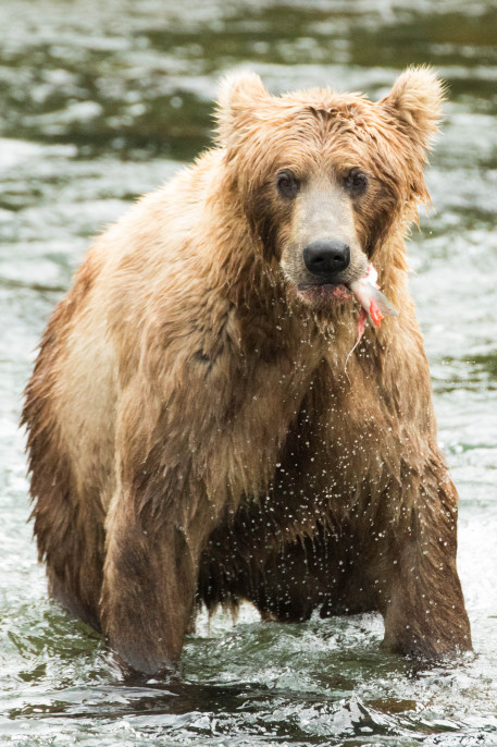 grizzly bears fishing for salmon in Alaska