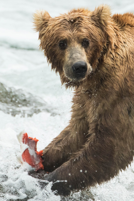 grizzly bears fishing for salmon in Alaska