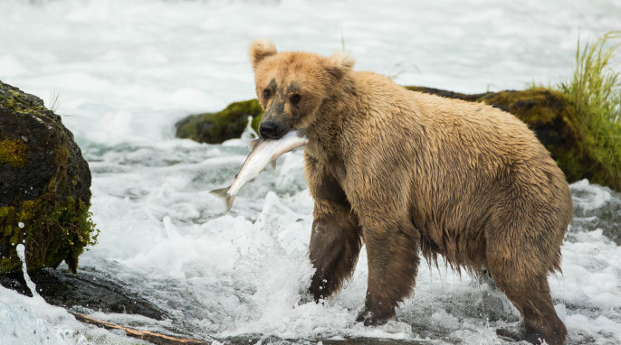 grizzly bears fishing for salmon in Alaska