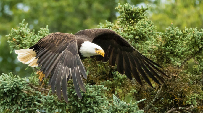 Bald Eagle, Kodiak Alaska