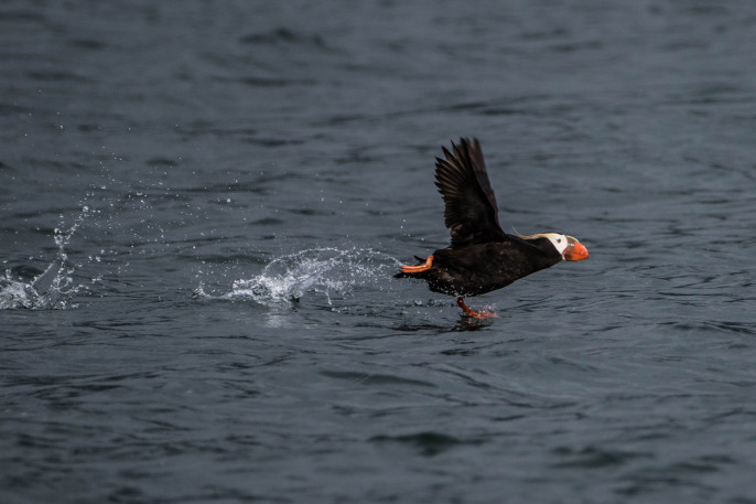 Puffin, Kodiak Alaska