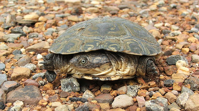 Turtles: A Sideneck Turtle photo by Johannes van Rooyen (Own work) [Public domain], via Wikimedia Commons 