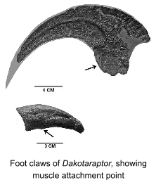 Dakotaraptor