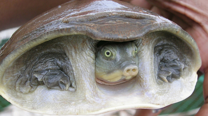 Turtles: A Hidden Neck Turtle: Indian flapshell turtle (Lissemys punctata)” photo by L. Shyamal, animal courtesy Saleem Hameed. Creative Commons License;Wikimedia“