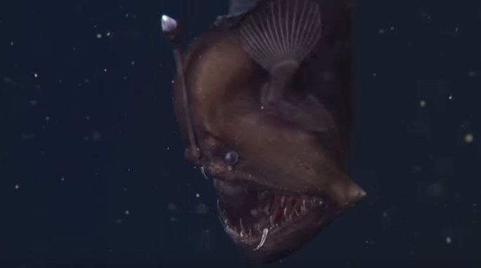 Deep Sea Creatures: Angler Fish