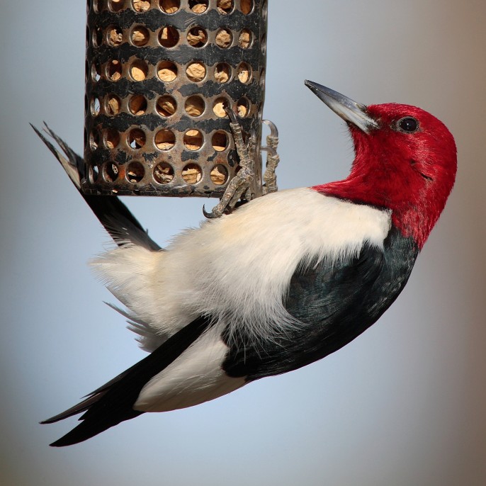 Birds and Bird Feeders: Photo of red-headed woodpecker courtesy of Mdf via Wikipedia