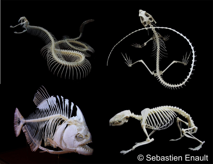 Preserving a Soft Skeleton: Backs without Bones - Science Connected Magazine
