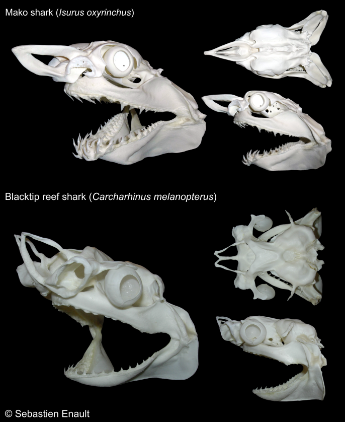Chondrichthyan skulls: mako shark (Isurus oxyrhinchus) and blacktip reef shark (Carcharhinus melanopterus) skeleton