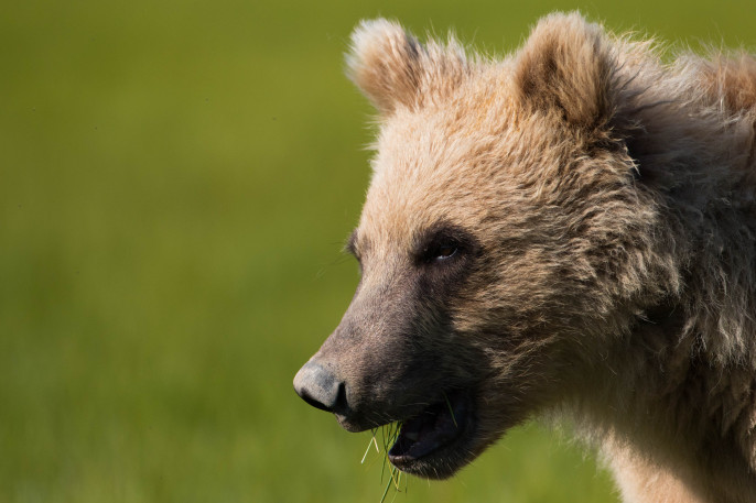 Alaska wildlife photography