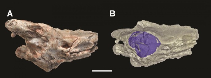 how snakes lost their legs