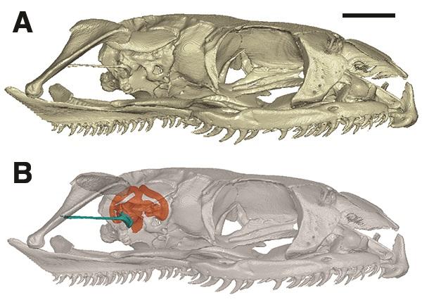 How snakes lost their legs