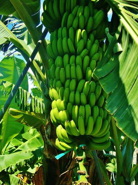 Banana plantation, La Palma. Photo courtesy of Alex Donohue via Flickr.