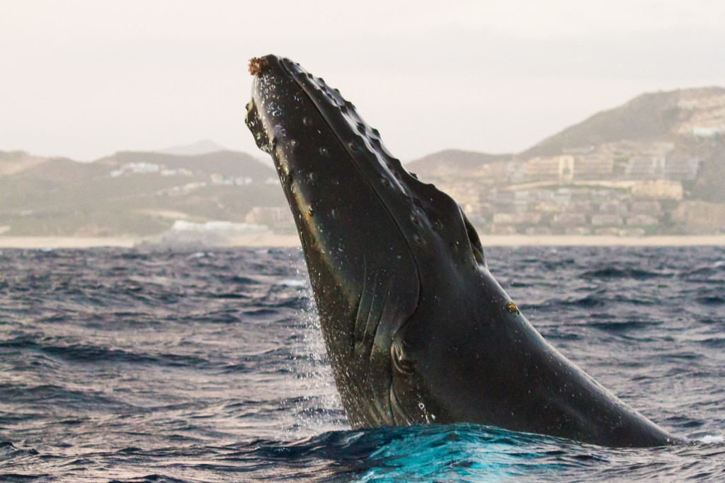 A humpback whale off the coast of Baja California in December 2015.