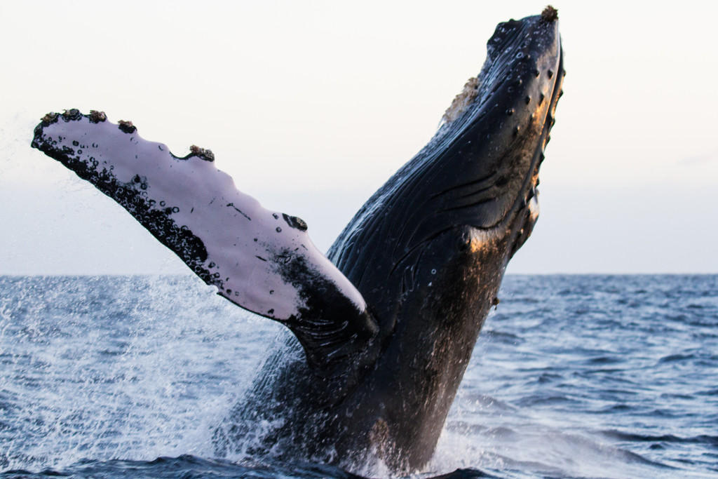 Breaching humpback whale off the coast of Baja California in the winter of 2015.