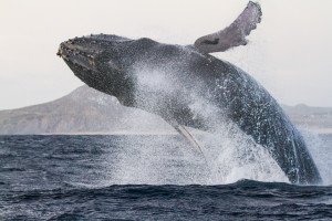 Humpback whale breaching off the coast of Baja California. Winter Break 2015-2016