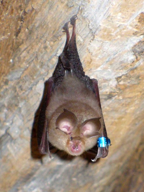 Lesser horseshoe bat. Photo credit: Lylambda via Wikimedia Commons