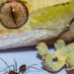 gecko