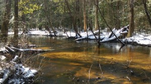 Antibiotic resistance: Tinker Creek is a pristine black water stream on the Savannah River Site. The bacteria in this stream are susceptible to antibiotics. Photo credit: Linda Lee/University of Georgia